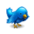 Bird animal twitter blue