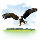 Bird america bald eagle fligth eagle animals