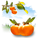 Food orange summer persimmon fruits