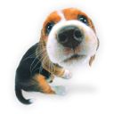 Puppy dog puppies hound beagle save animal pet