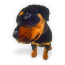 Dog rottweiler puppies hound animal puppy pet