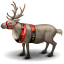 Reindeer