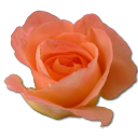 Birthday flower love valentine peach rose