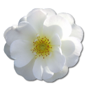 Love birthday valentine flower white rose wild