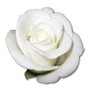 Birthday flower love valentine white rose