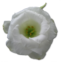 Love birthday flower valentine white rose wild