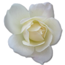 Tulip flower love birthday valentine white rose