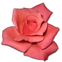 Love birthday flower valentine coral rose