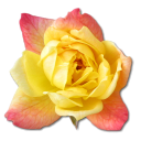 Birthday flower love valentine yellow rose