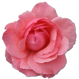 Birthday rose love flower wild valentine pink