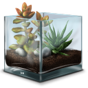 Terrarium succulent