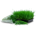 Tray bag wheatgrass grass