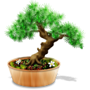 Bonsai