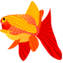 Fish animal