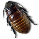 Caca roach