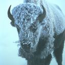 Bison