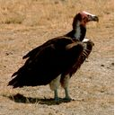 Vulture