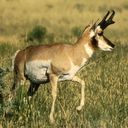 Antelope