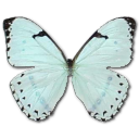 Mint morpho butterfly