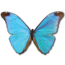 Morpho absoloni butterfly