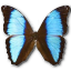 Morpho deidamia neoptolomous butterfly