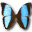 Morpho deidamia neoptolomous butterfly