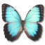 Morpho peleides montezuma butterfly