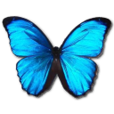 Morpho menelaus butterfly