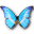 Morpho helena personal butterfly