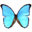 Morpho didius butterfly