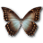 Morpho theseus butterfly amphotrion