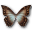 Morpho theseus butterfly amphotrion