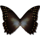 Morpho amphitrion butterfly