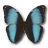 Morpho patroclus orestes butterfly