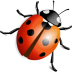 Ladybird