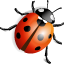 Ladybird