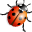 Ladybird