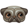 Pug