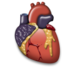 Cardiology heart organ