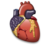 Cardiology heart organ