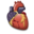 Cardiology heart organ