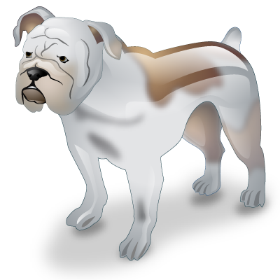 Bulldog dog pet