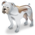 Bulldog dog pet