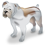 Bulldog dog pet