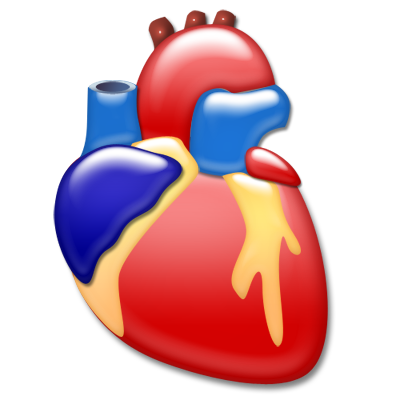 Cardiology organ heart