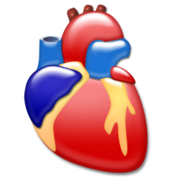 Cardiology organ heart