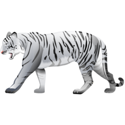 White tiger