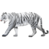 White tiger