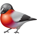 Animal bullfinch twitter bird