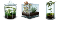 Terrarium